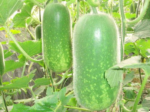 吃瓜吃大瓜网链接