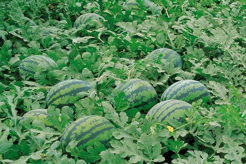 滨海网红吃瓜群微信,揭秘网络八卦背后的故事