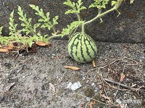 网红冷门吃瓜,那些鲜为人知的冷门吃瓜故事